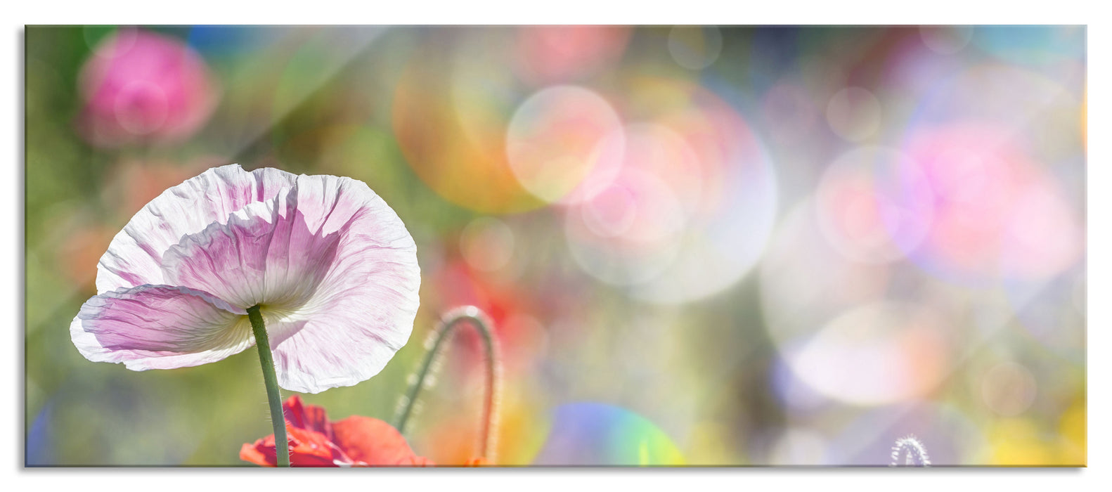 Pixxprint Kalifornischer Mohn im Frühling, Glasbild Panorama