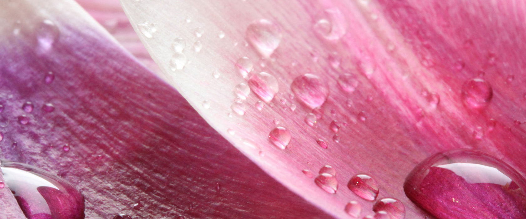 Tulpenblätter, Glasbild Panorama