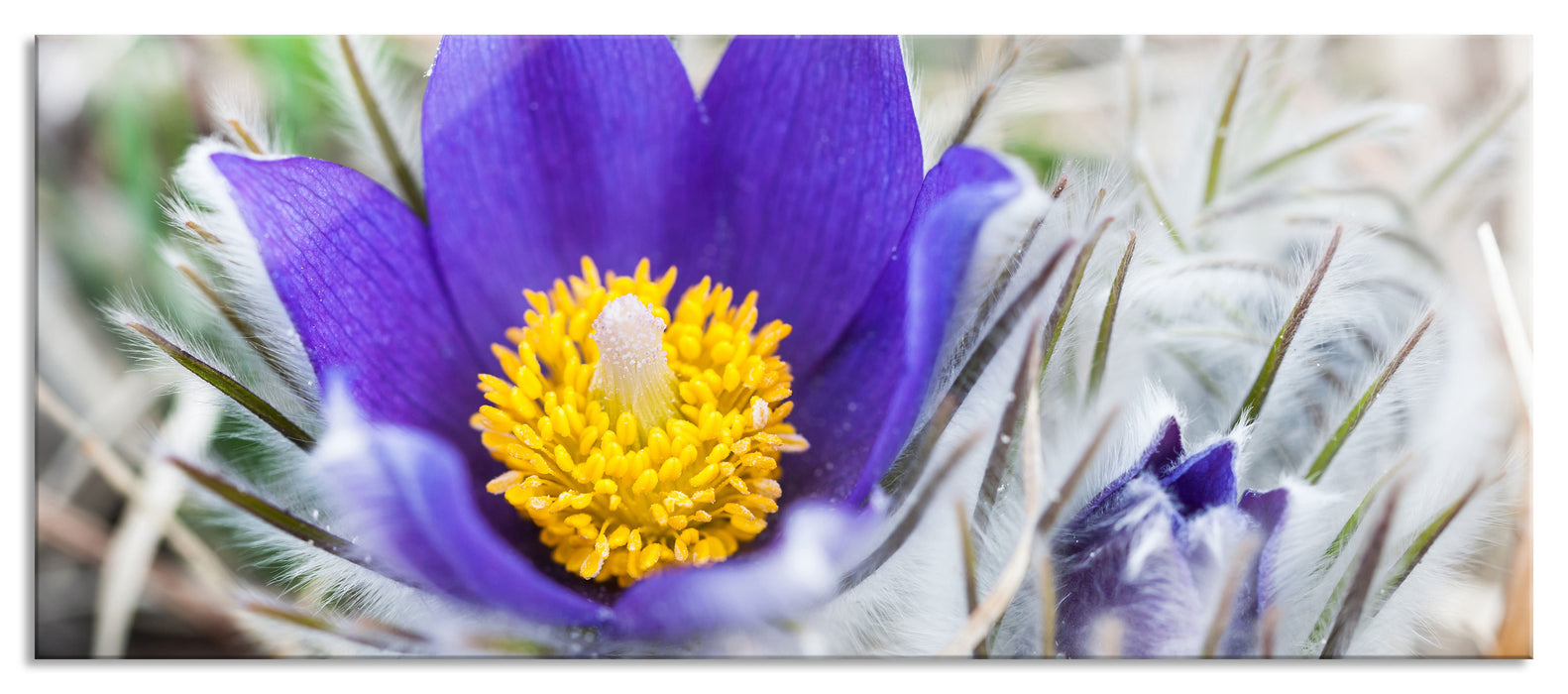 Pixxprint Krokusse in der Blütezeit, Glasbild Panorama