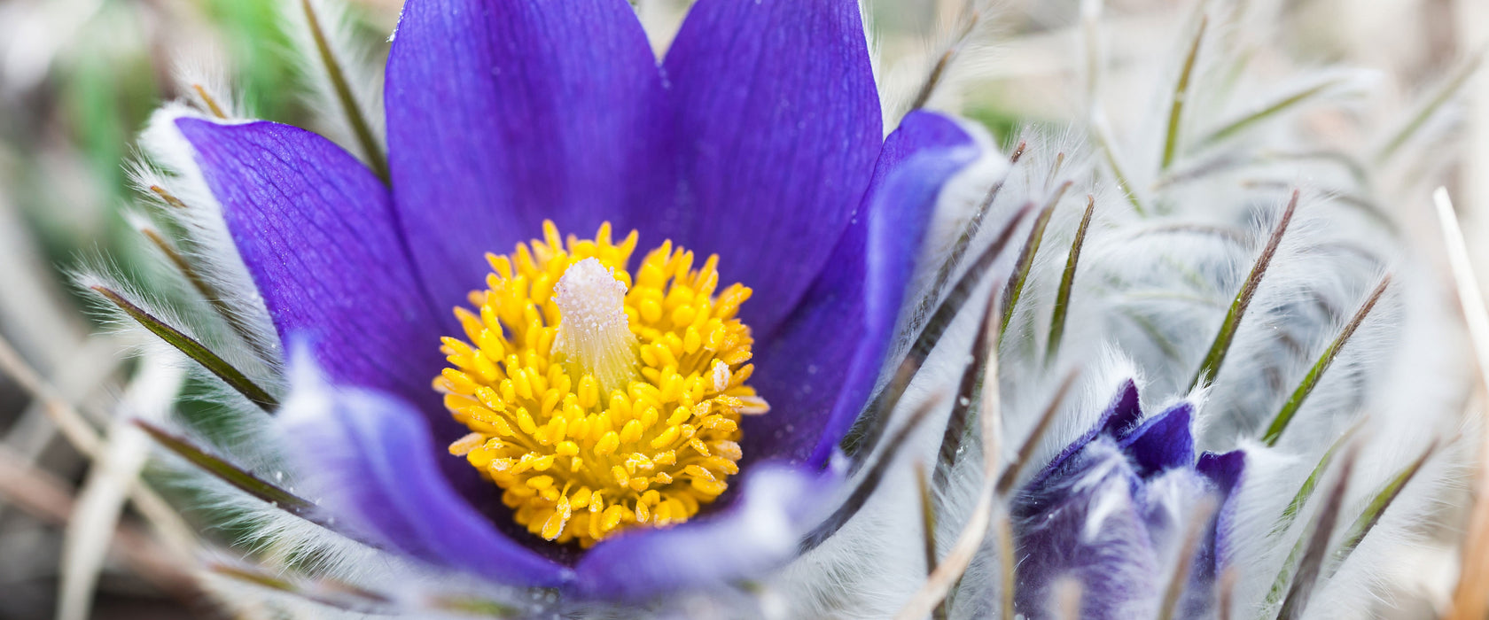 Krokusse in der Blütezeit, Glasbild Panorama