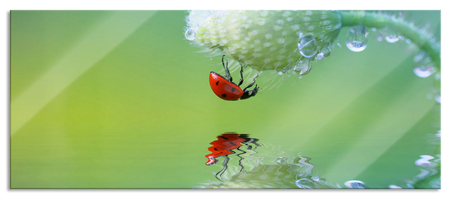 Pixxprint Marienkäfer Mohnblume, Glasbild Panorama