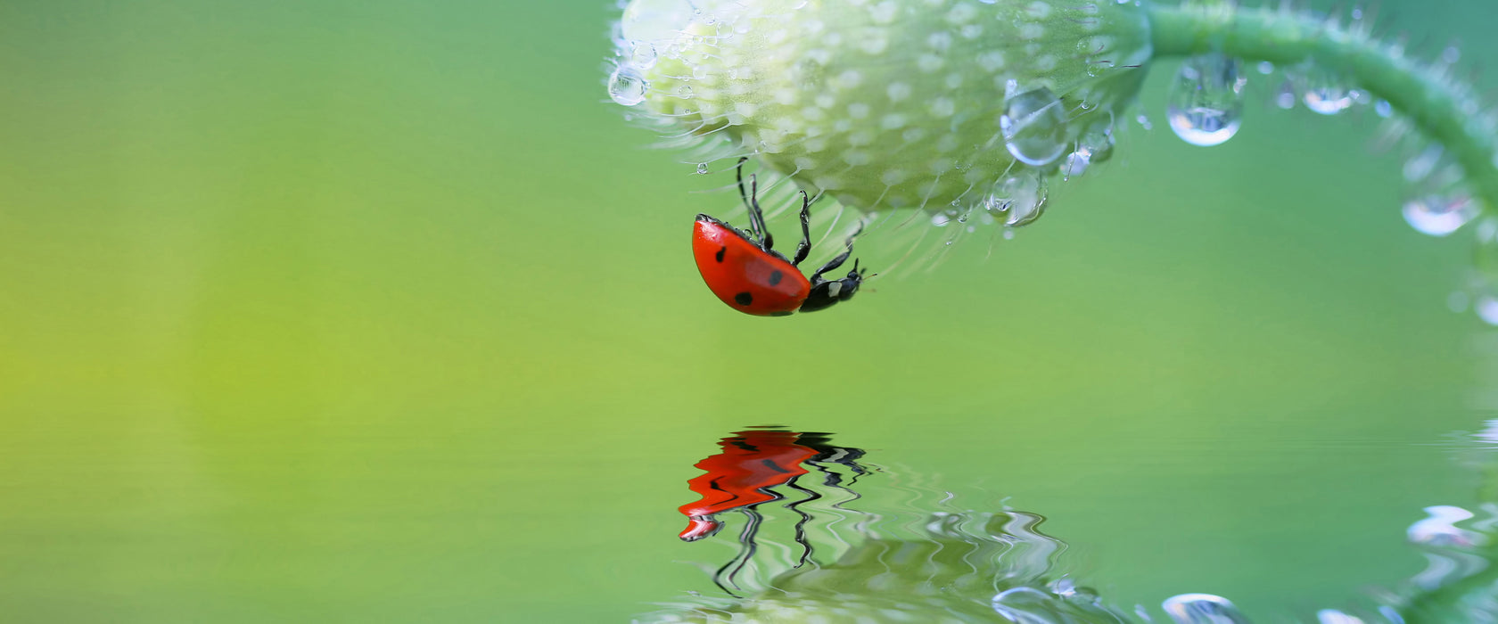 Marienkäfer Mohnblume, Glasbild Panorama