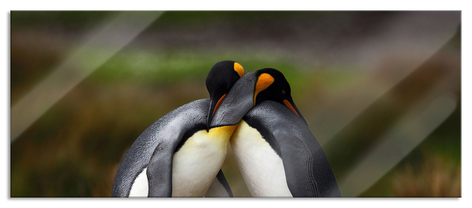 Pixxprint Pinguine in der Antarktis, Glasbild Panorama