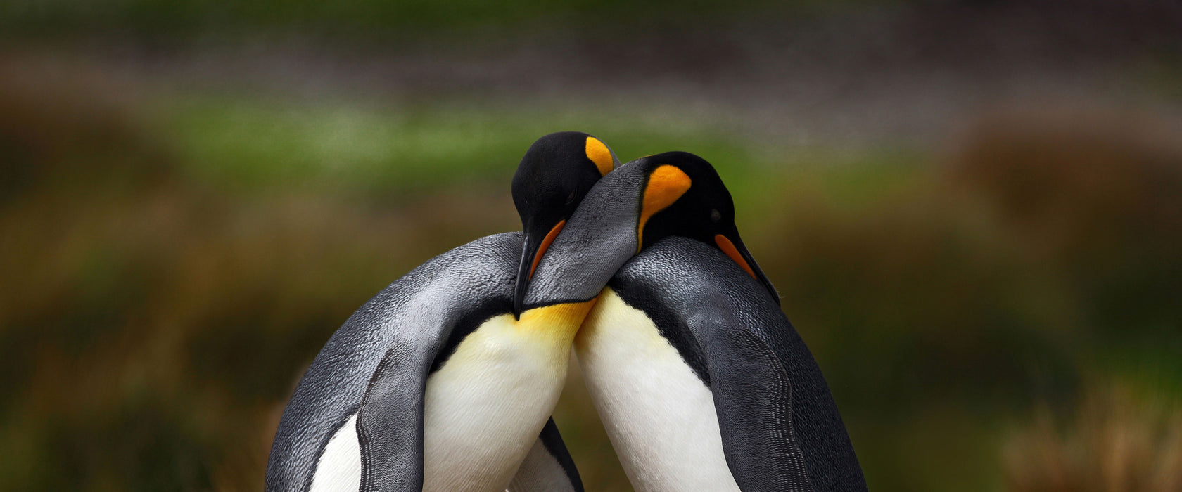 Pinguine in der Antarktis, Glasbild Panorama