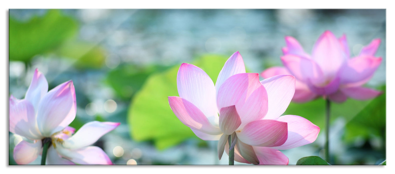 Pixxprint rosa Lotusblüte im Teich, Glasbild Panorama