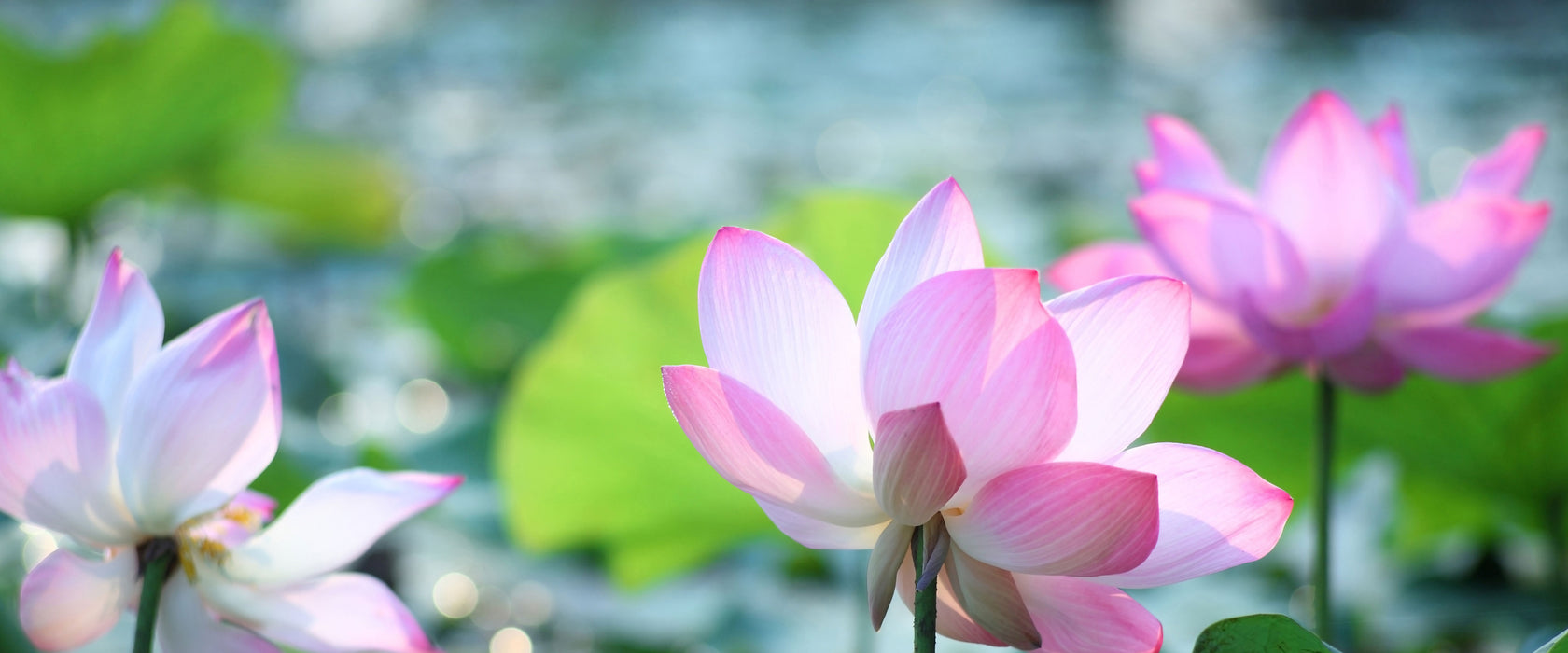 rosa Lotusblüte im Teich, Glasbild Panorama