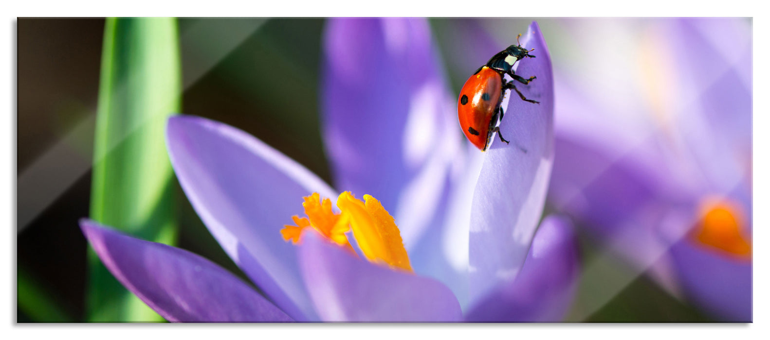 Pixxprint Krokussblüte mit Marienkäfer, Glasbild Panorama