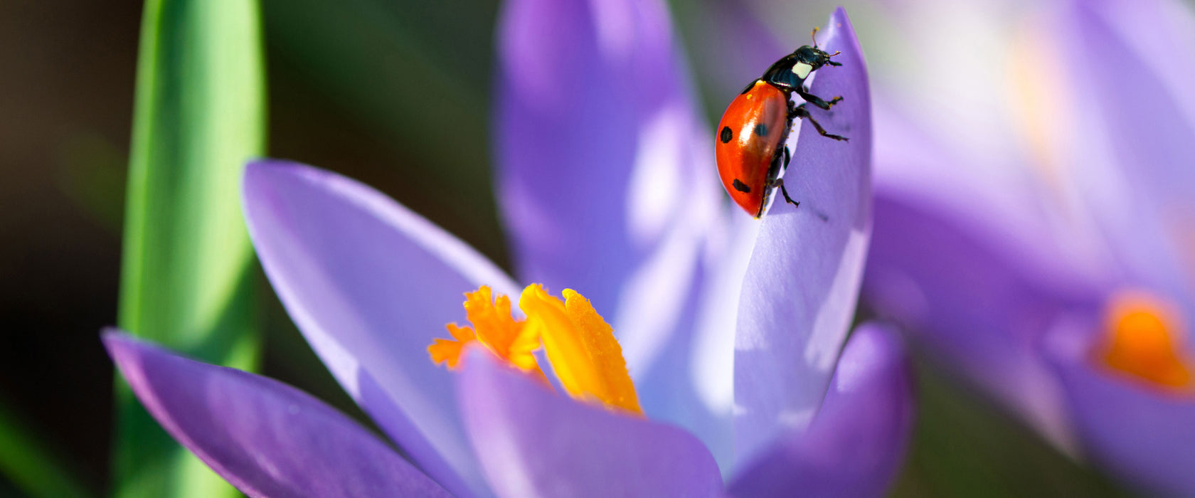 Krokussblüte mit Marienkäfer, Glasbild Panorama