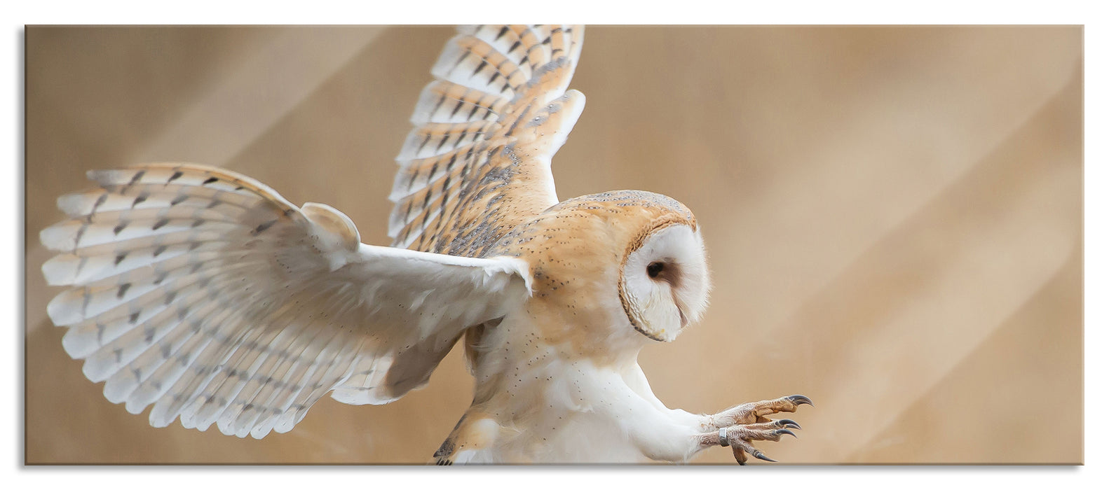 Pixxprint Fliegende Weiße Eule bei der Jagd, Glasbild Panorama