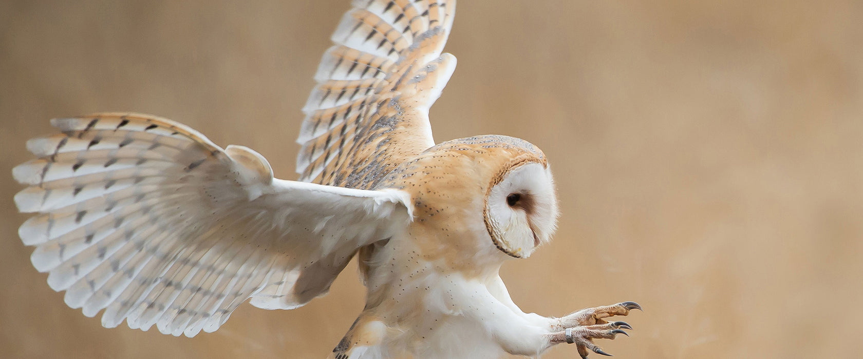 Fliegende Weiße Eule bei der Jagd, Glasbild Panorama