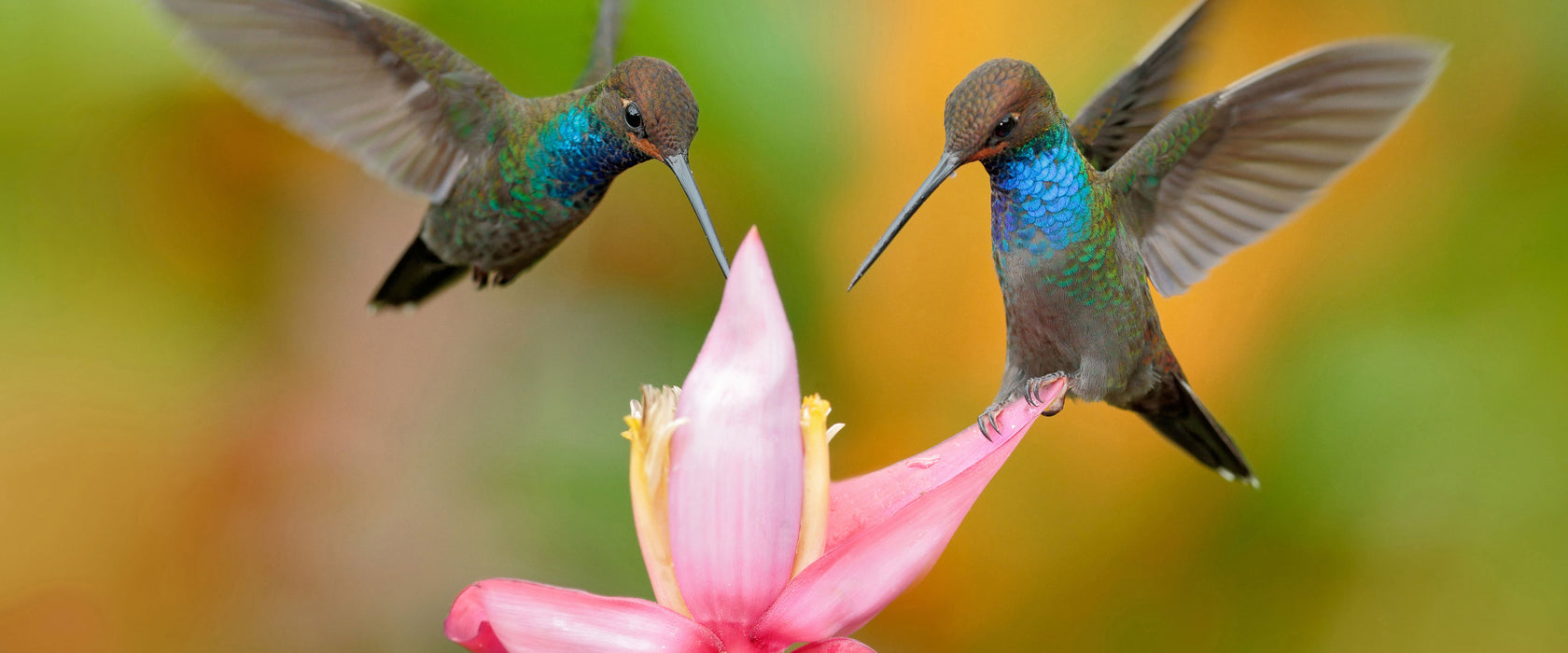 Zwei Kolibris in den Tropen, Glasbild Panorama