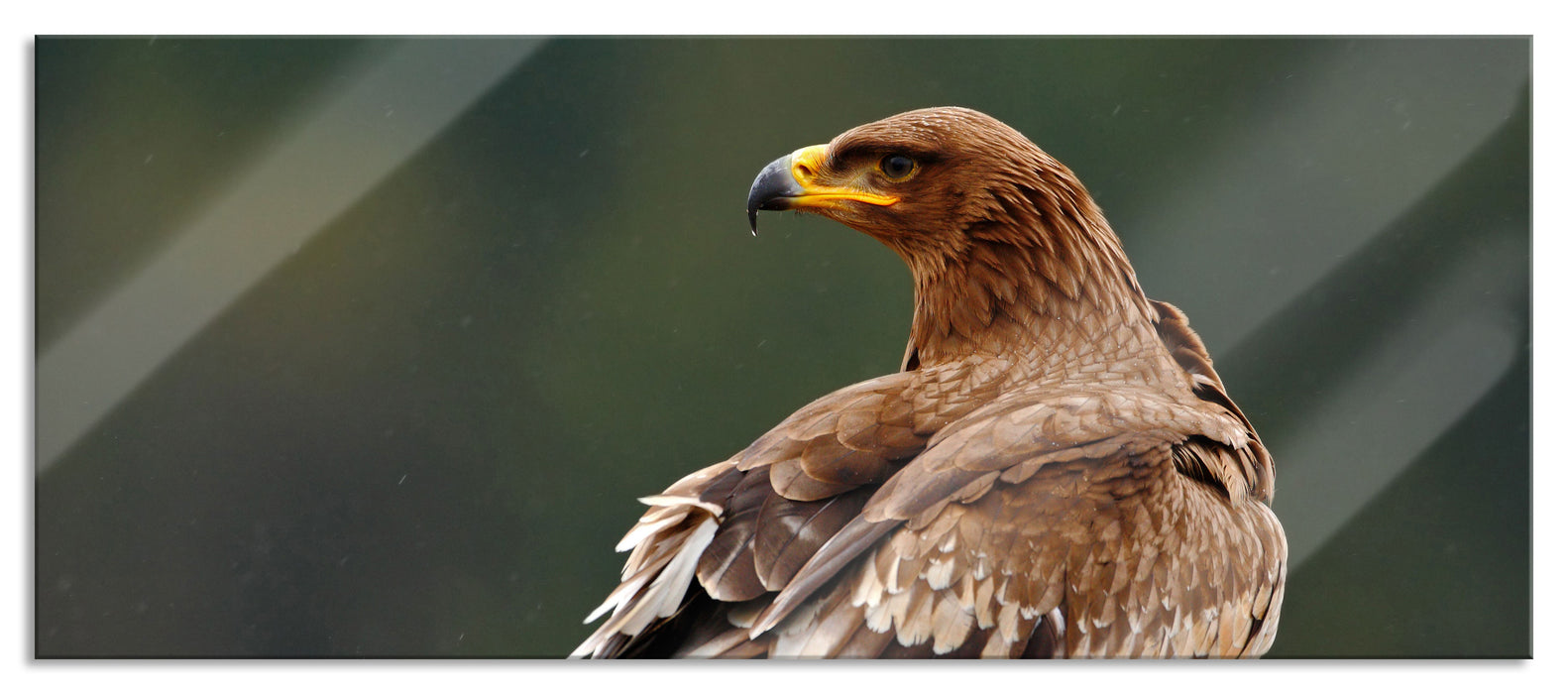 Pixxprint Falke mit Gefieder, Glasbild Panorama