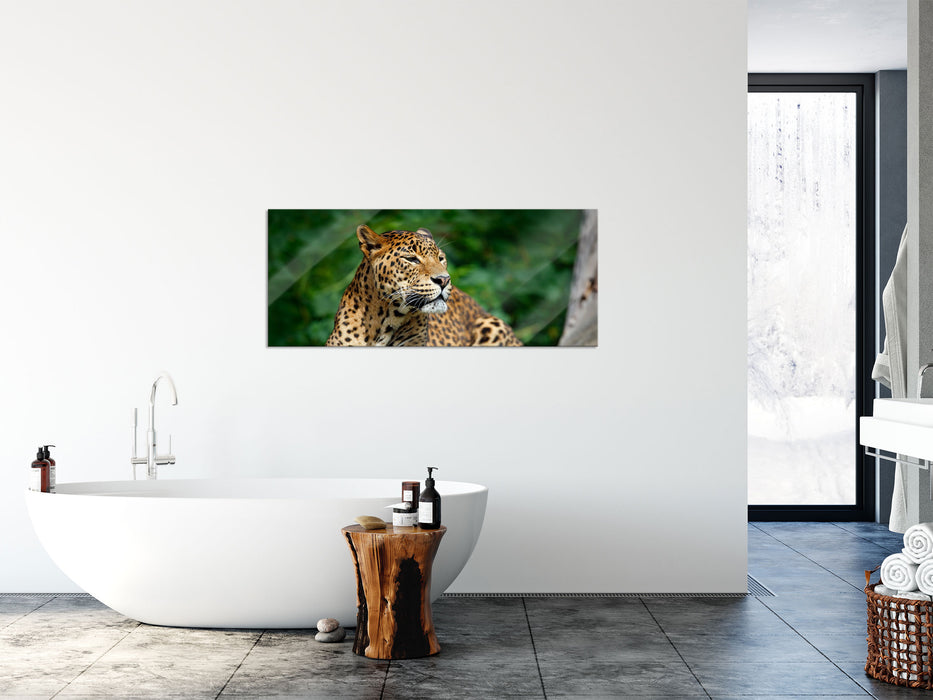 Wunderschöner Leopard in der Natur, Glasbild Panorama