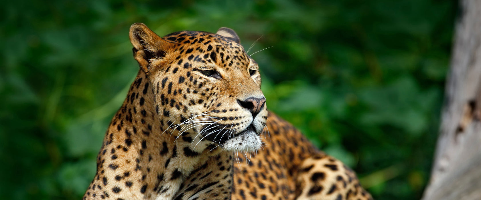 Wunderschöner Leopard in der Natur, Glasbild Panorama