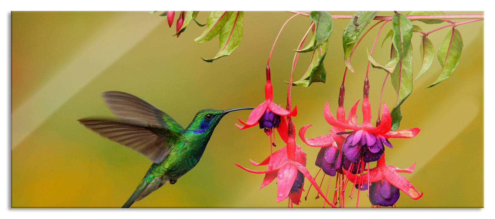 Pixxprint Kolibri trinkt vom Blütennektar, Glasbild Panorama