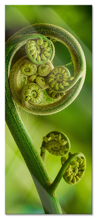 Pixxprint Blatt von einer Farne im Wald, Glasbild Panorama