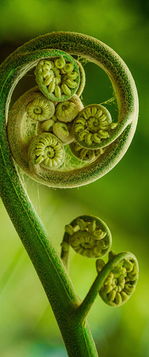 Blatt von einer Farne im Wald, Glasbild Panorama