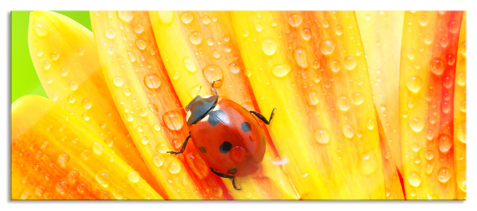 Pixxprint Marienkäfer auf gelber Blume, Glasbild Panorama