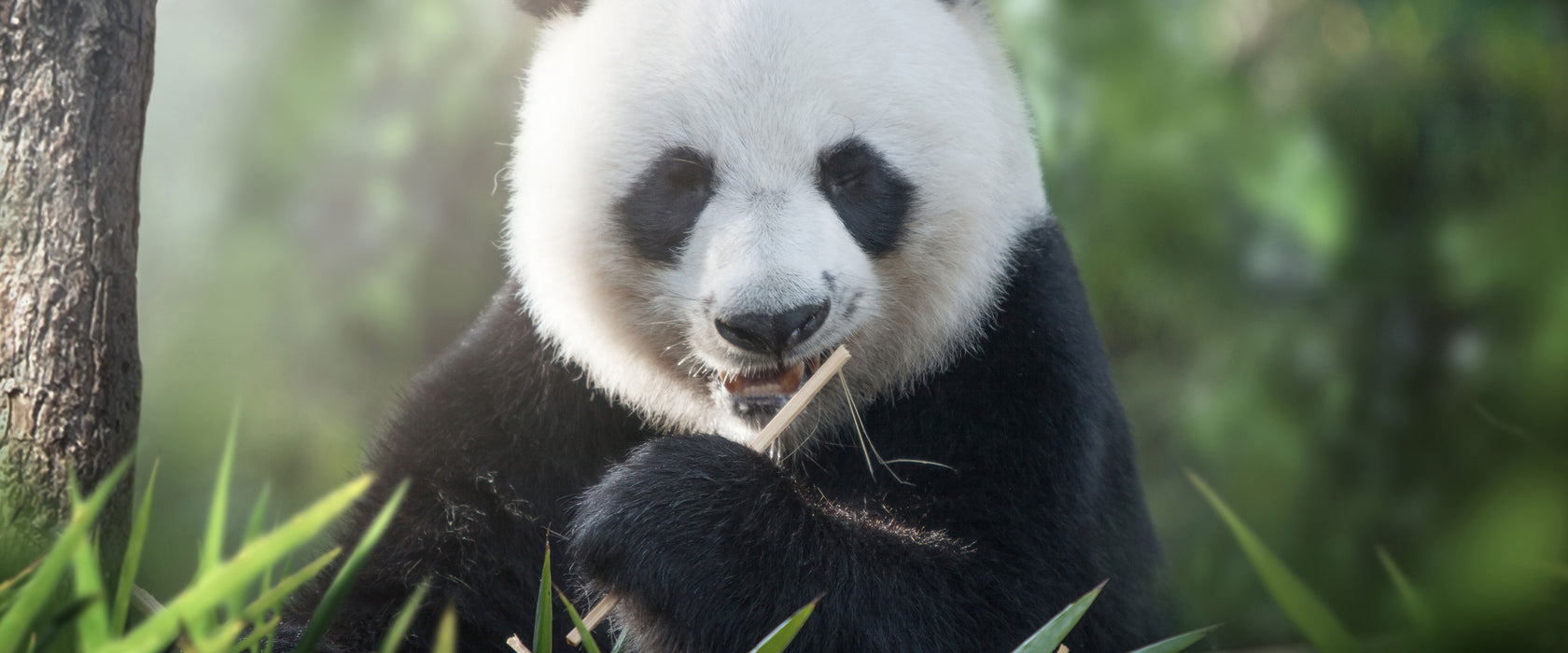 Niedlicher Panda isst Bambus, Glasbild Panorama