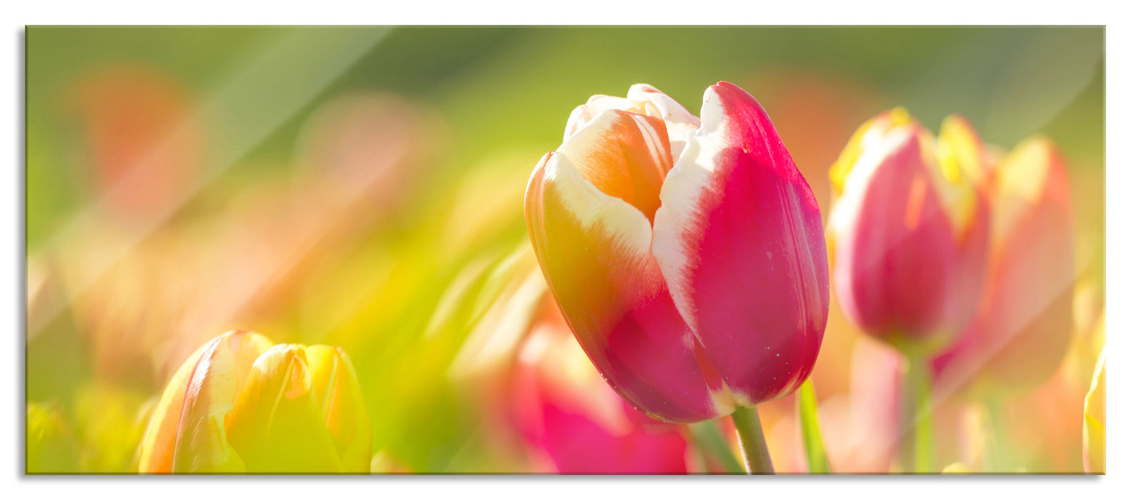 Pixxprint Blühende rote Tulpen, Glasbild Panorama