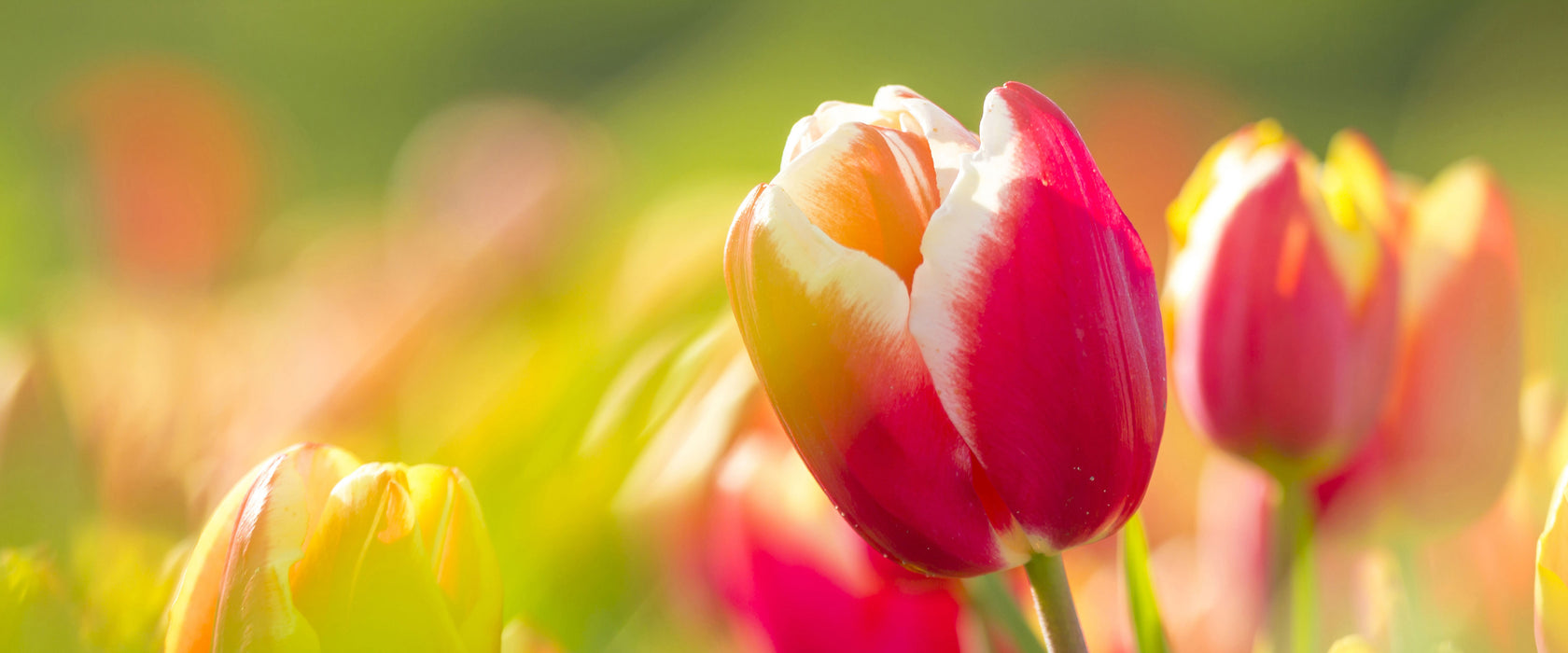 Blühende rote Tulpen, Glasbild Panorama