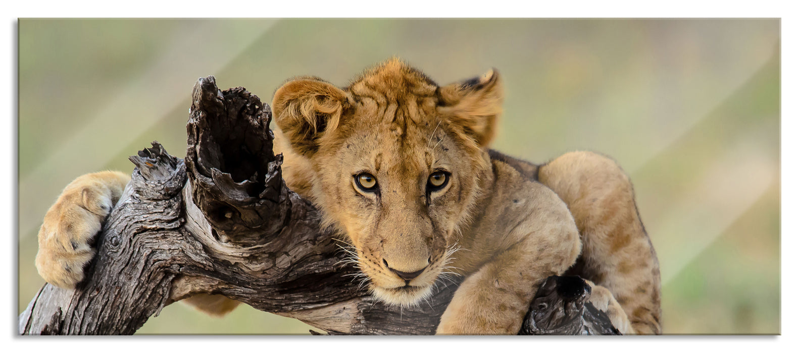 Pixxprint Junger Löwe in der Natur, Glasbild Panorama