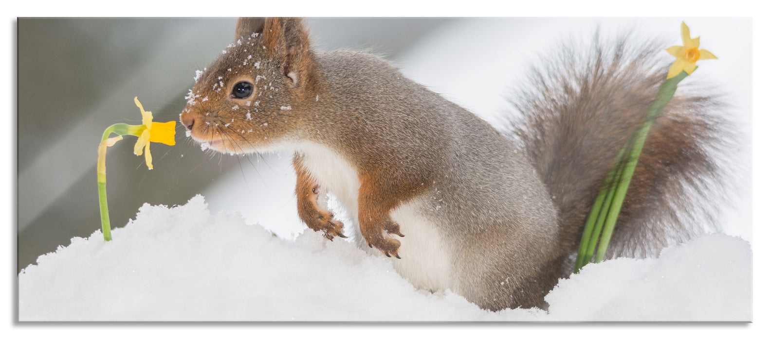 Pixxprint Eichhörnchen im Schnee, Glasbild Panorama