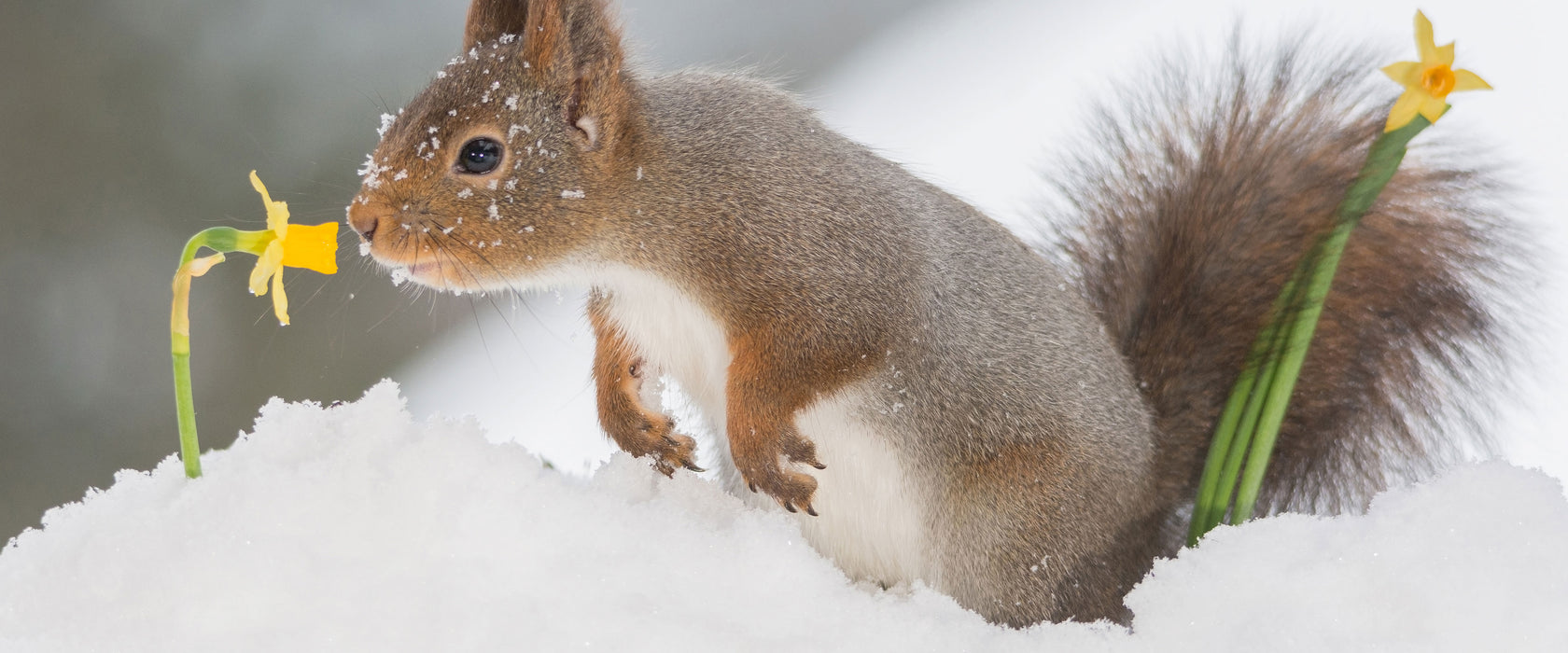 Eichhörnchen im Schnee, Glasbild Panorama