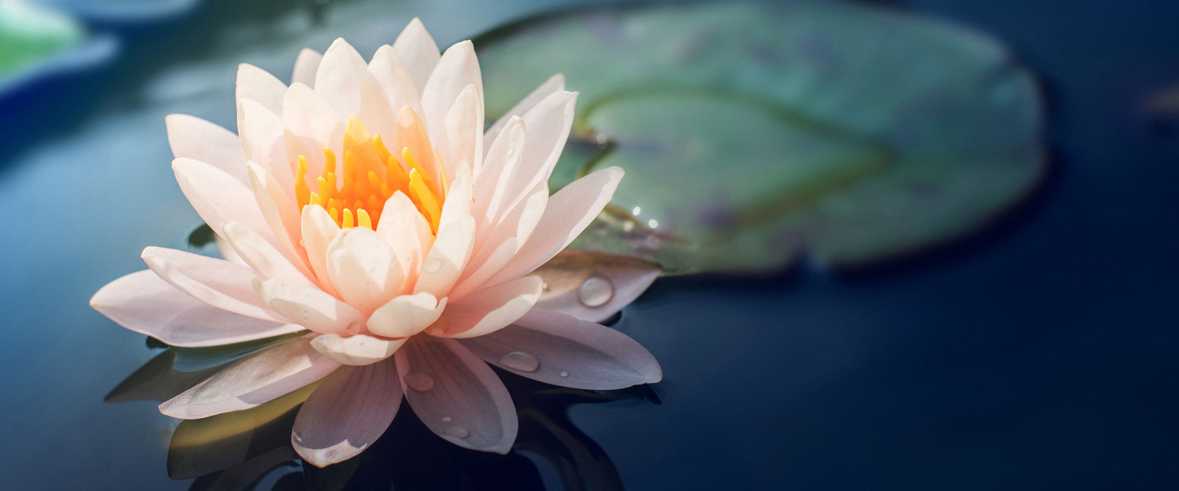 Eine rosa Lotusblume in Teich, Glasbild Panorama