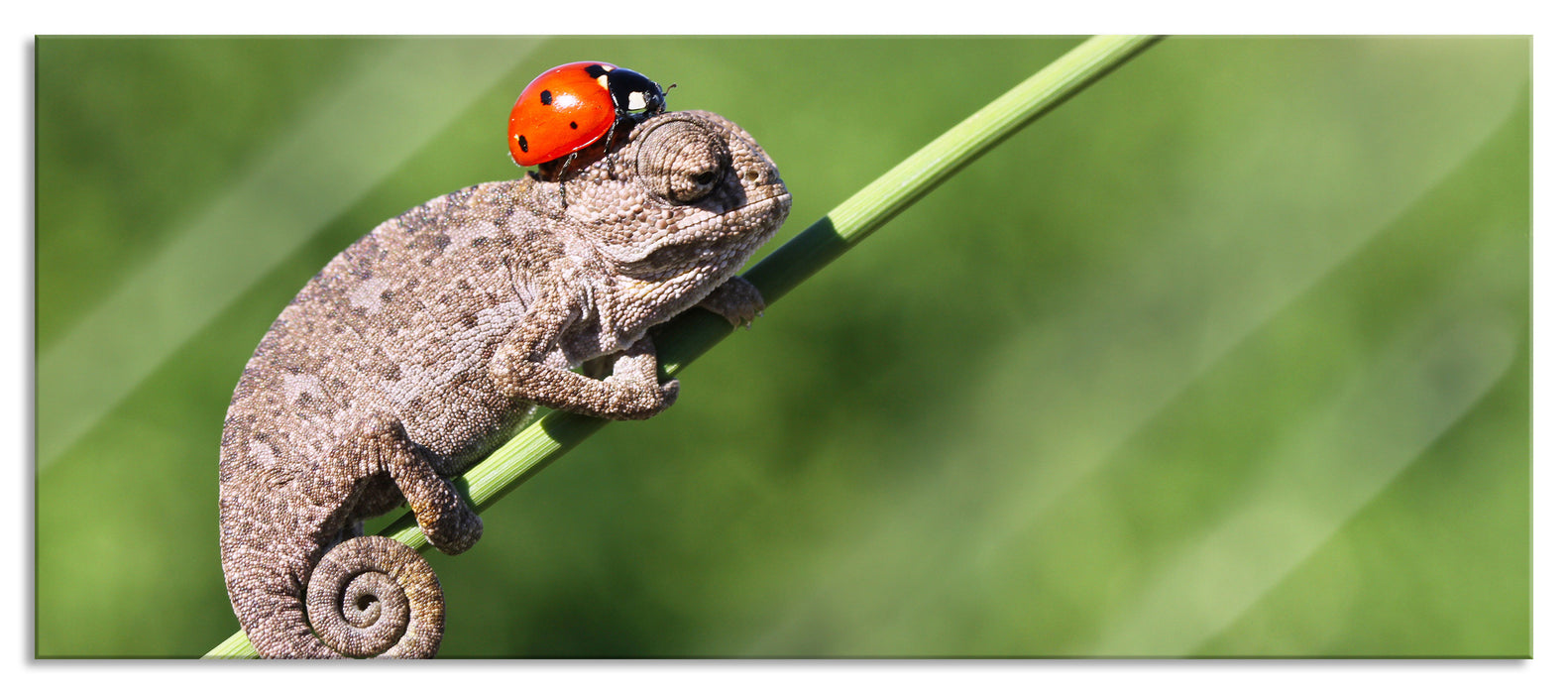 Pixxprint Süßer Gecko mit einem Marienkäfer, Glasbild Panorama