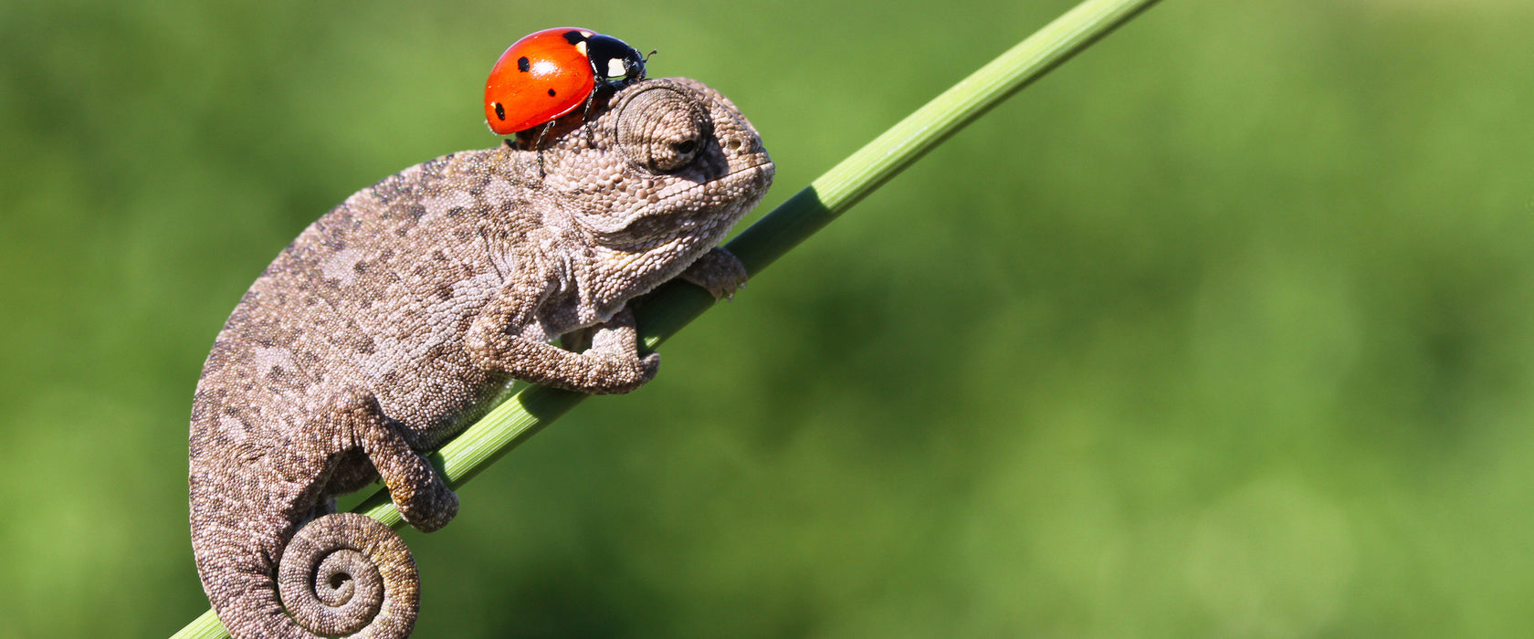 Süßer Gecko mit einem Marienkäfer, Glasbild Panorama