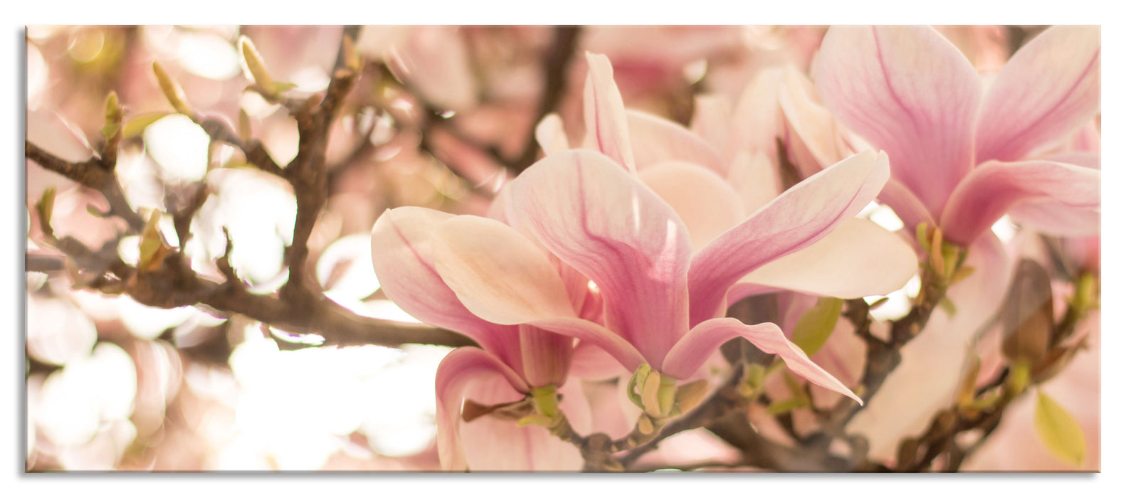 Pixxprint Rosa Magnolienblüten im Frühling, Glasbild Panorama