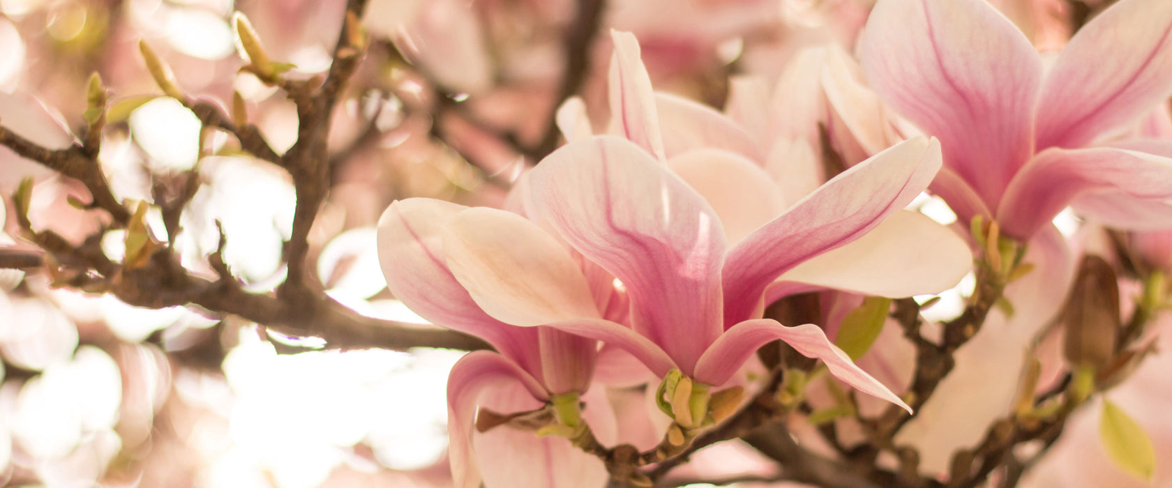 Rosa Magnolienblüten im Frühling, Glasbild Panorama