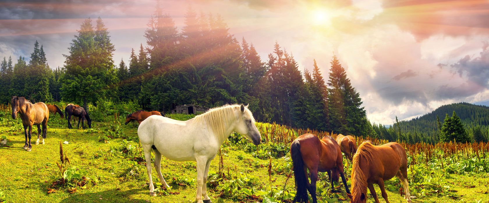 Mustangs Pferde auf den Bergen, Glasbild Panorama