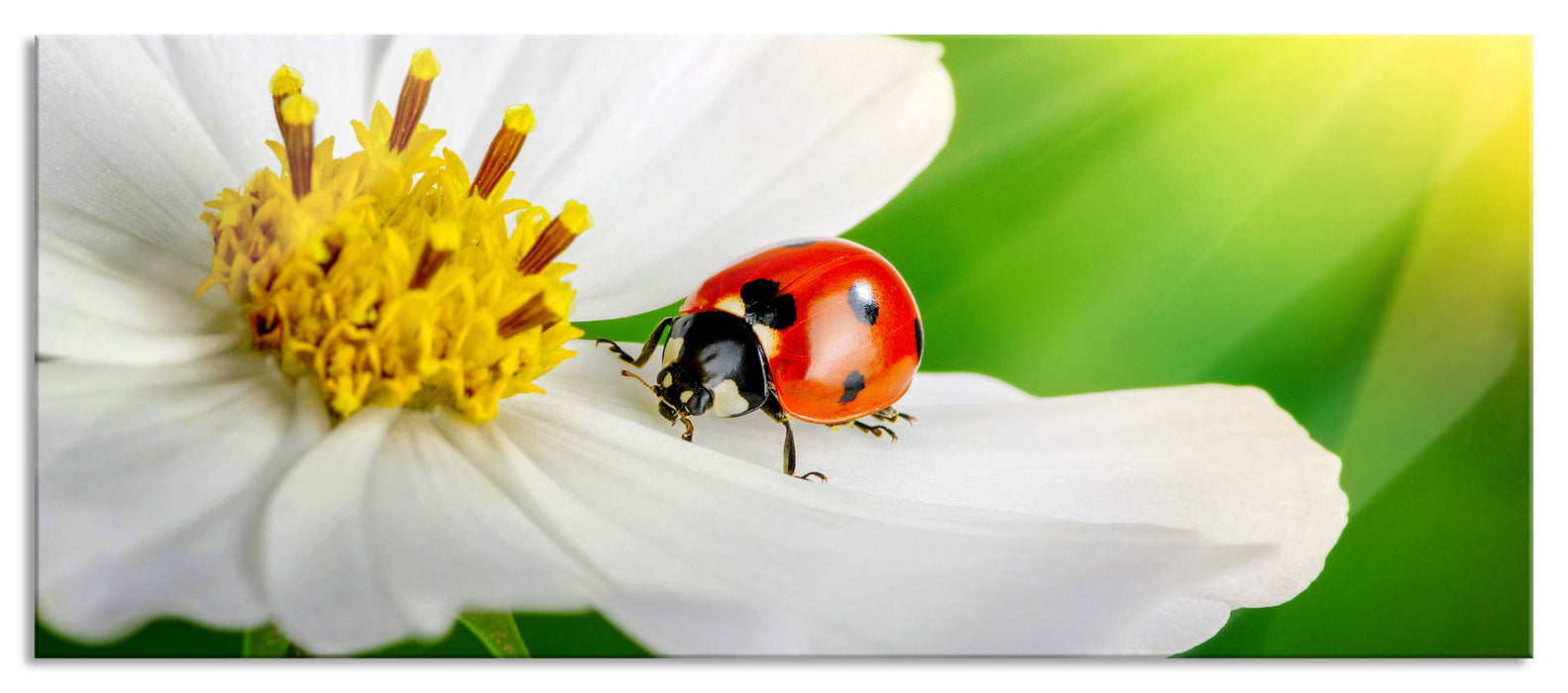 Pixxprint Marienkäfer auf einer weißen Blume, Glasbild Panorama