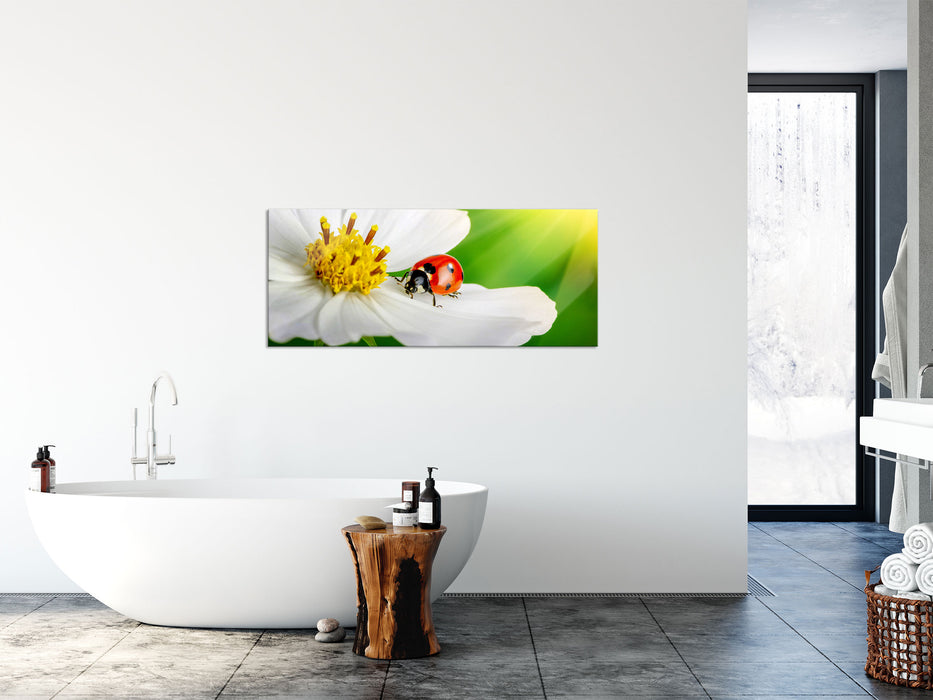 Marienkäfer auf einer weißen Blume, Glasbild Panorama