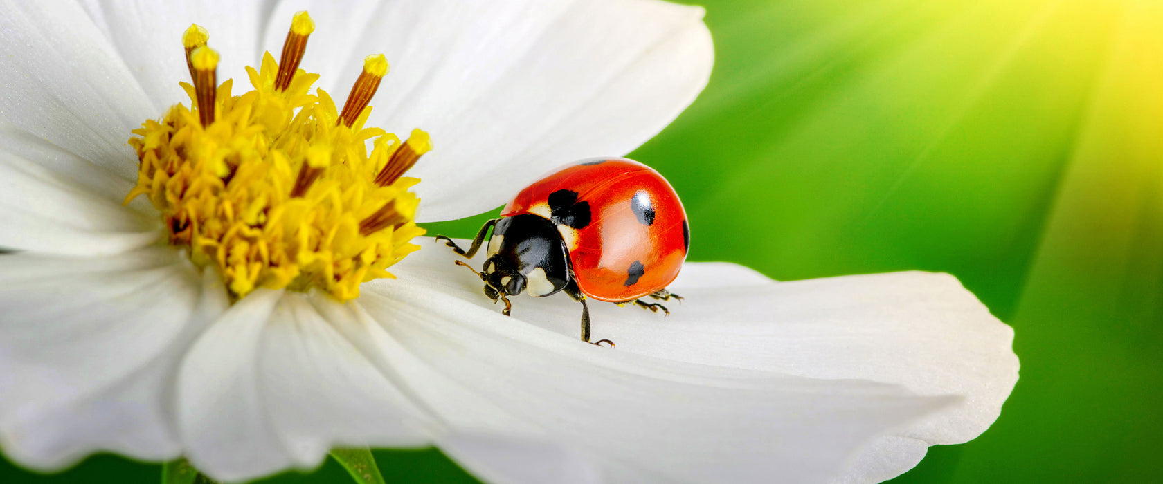 Marienkäfer auf einer weißen Blume, Glasbild Panorama