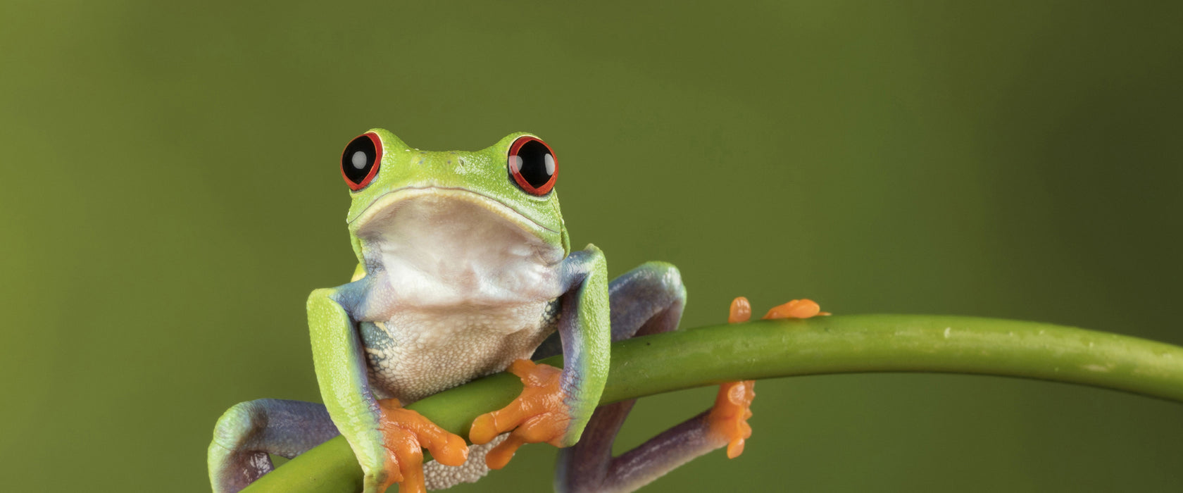 Baum-Frosch auf Bambus, Glasbild Panorama