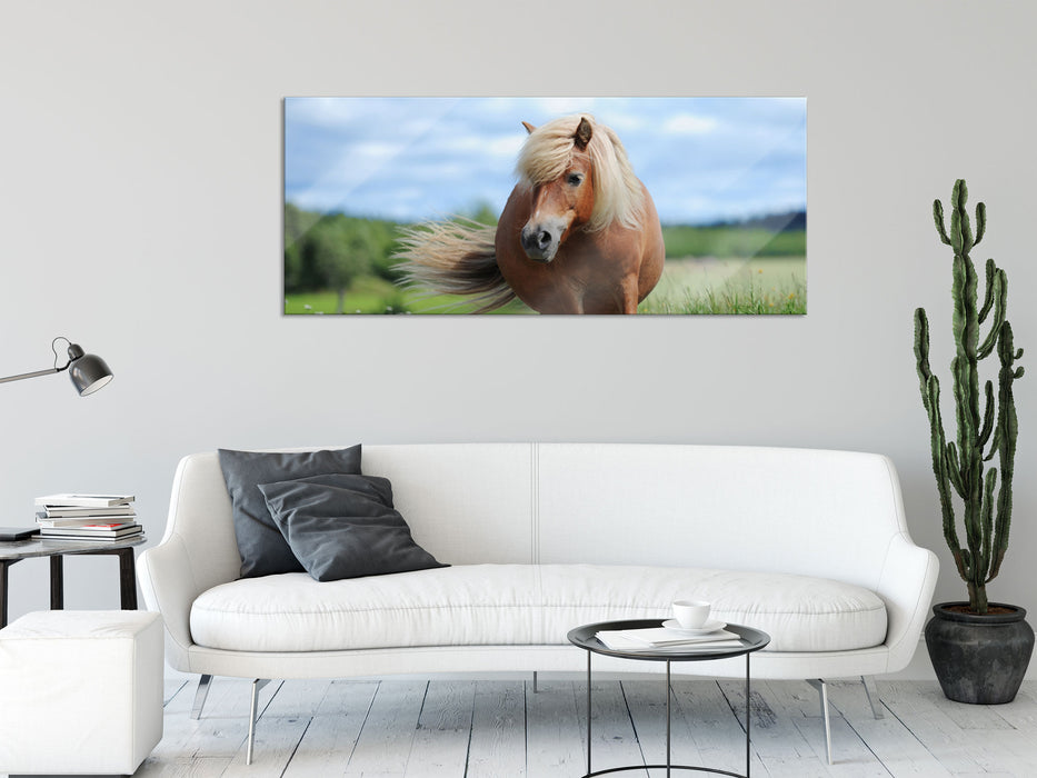 Shetlandpony auf der Wiese, Glasbild Panorama