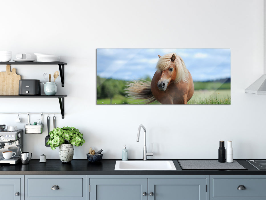 Shetlandpony auf der Wiese, Glasbild Panorama