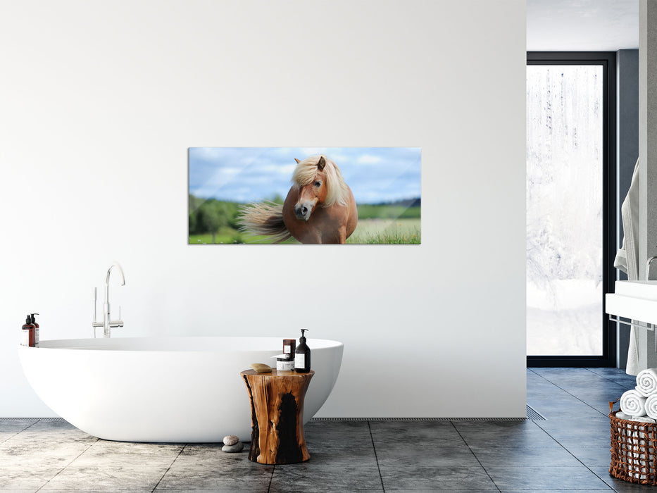 Shetlandpony auf der Wiese, Glasbild Panorama