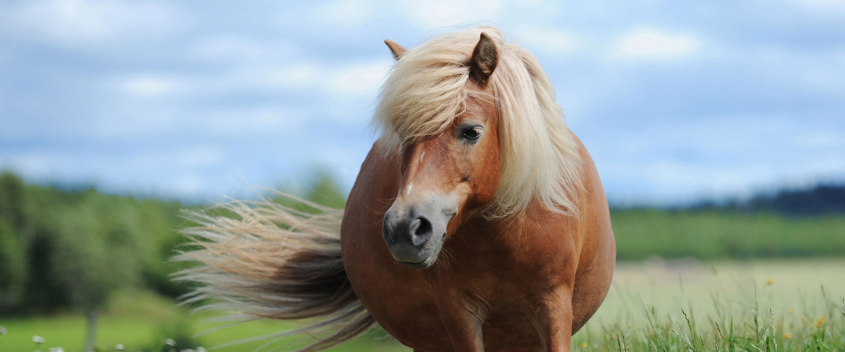 Shetlandpony auf der Wiese, Glasbild Panorama