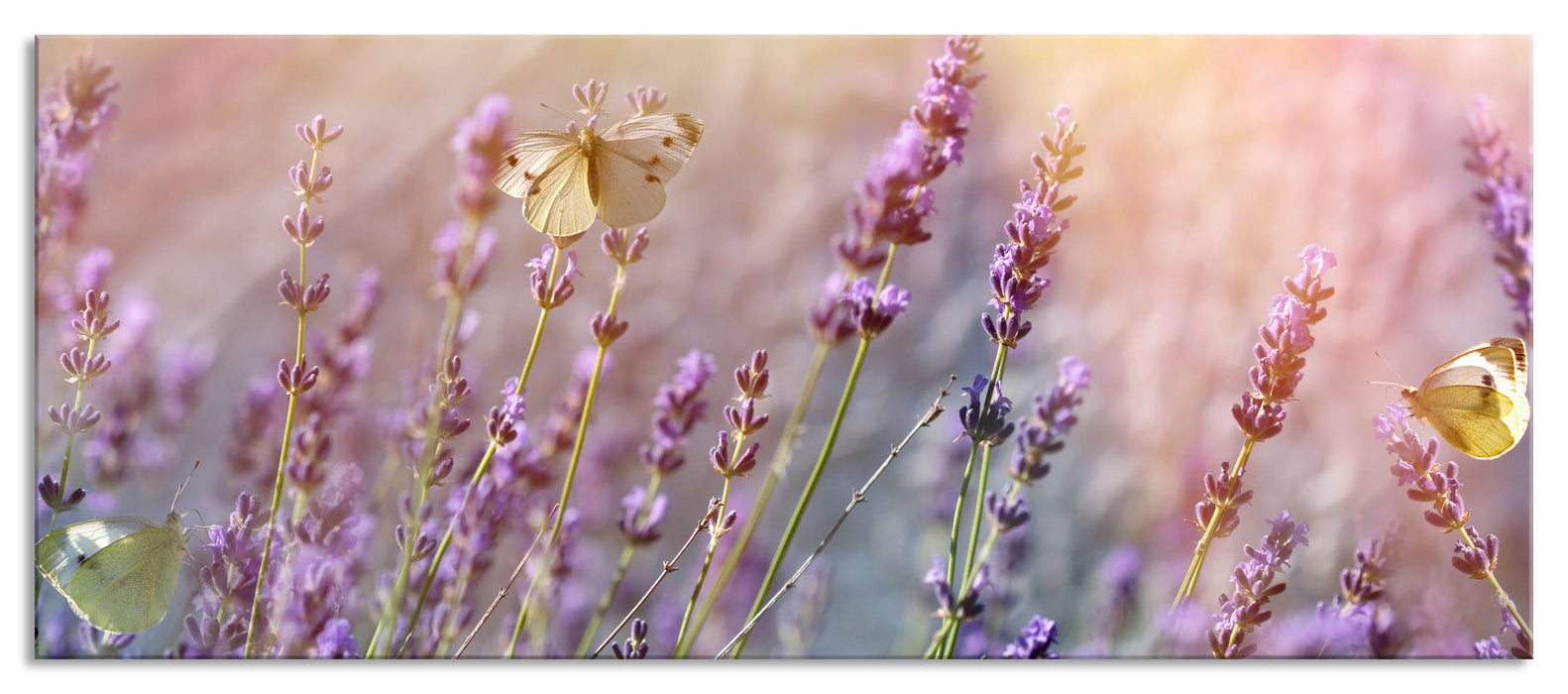 Pixxprint Schmetterlinge auf Lavendelblumen, Glasbild Panorama