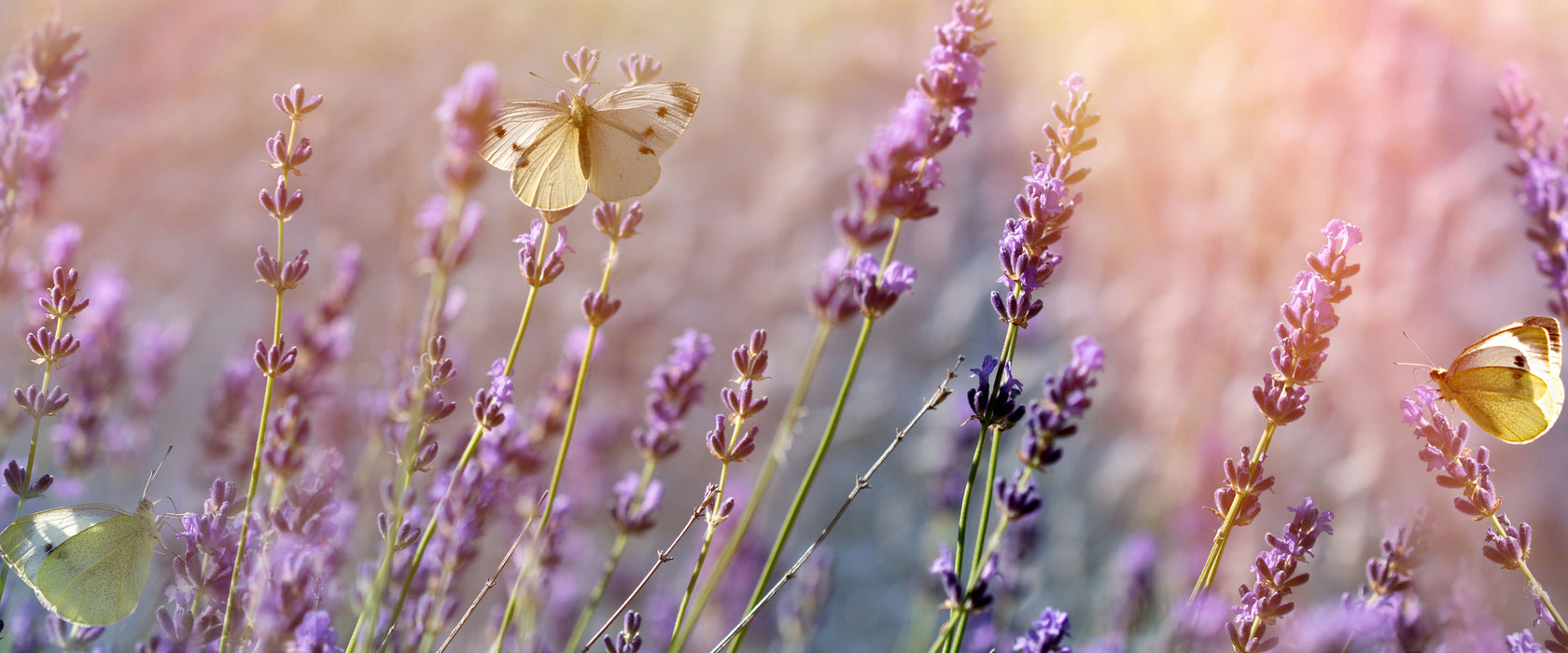 Schmetterlinge auf Lavendelblumen, Glasbild Panorama