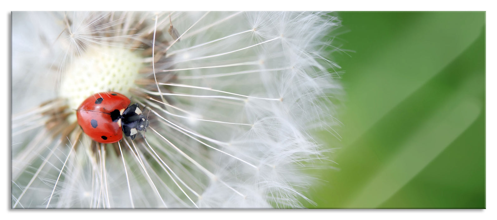 Pixxprint Marienkäfer auf einem Löwenzahn, Glasbild Panorama