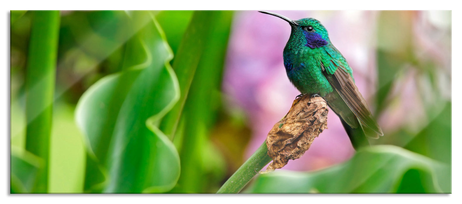 Pixxprint Kolibri in seinem Lebensraum, Glasbild Panorama