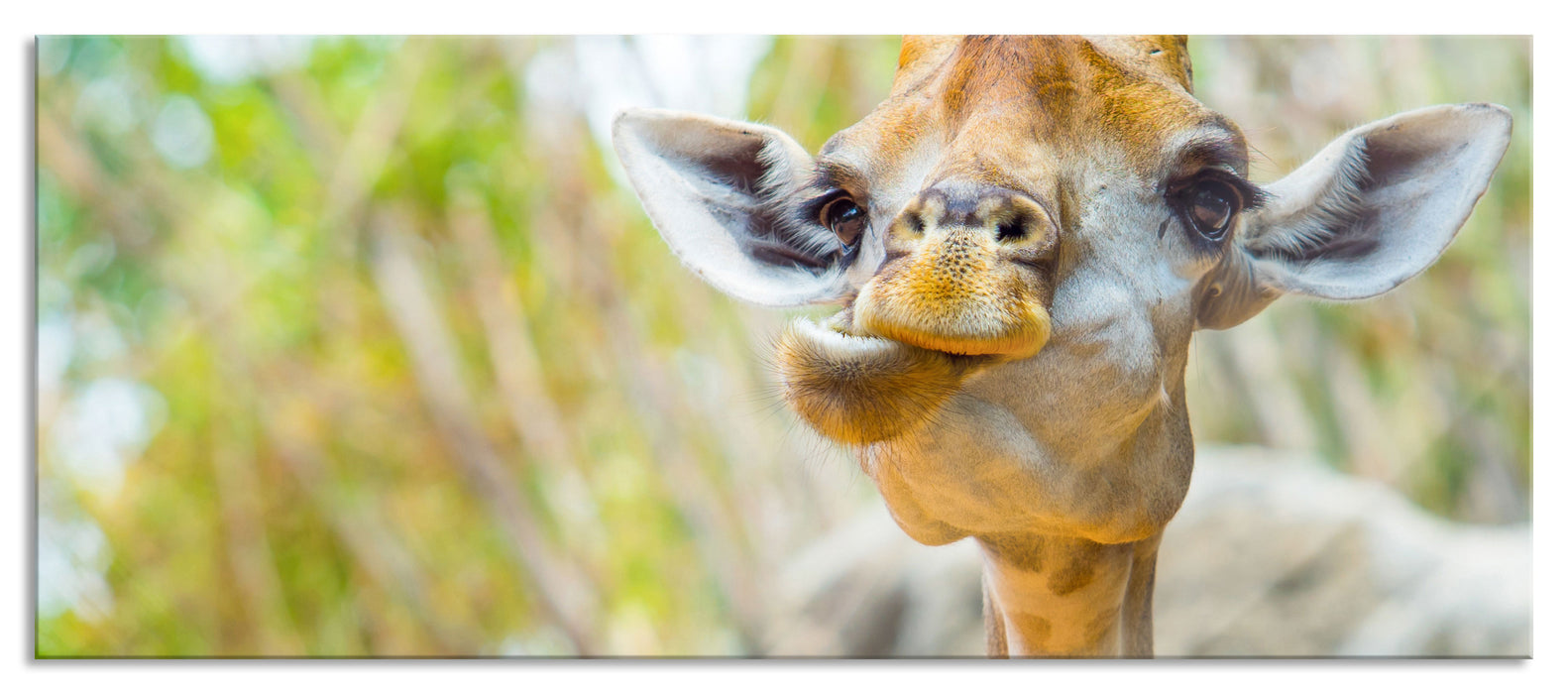 Pixxprint Giraffe in der Natur, Glasbild Panorama