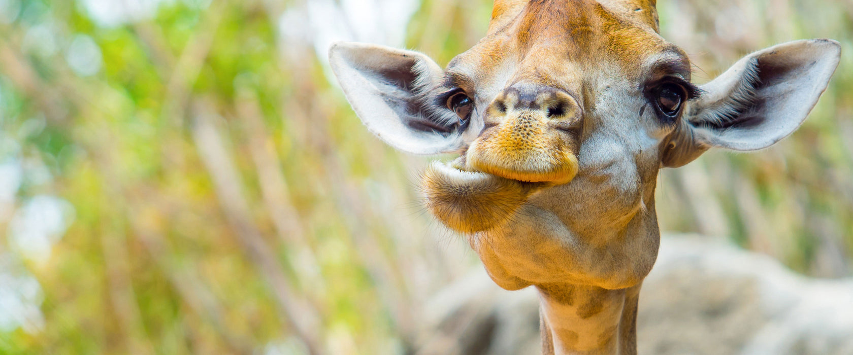 Giraffe in der Natur, Glasbild Panorama