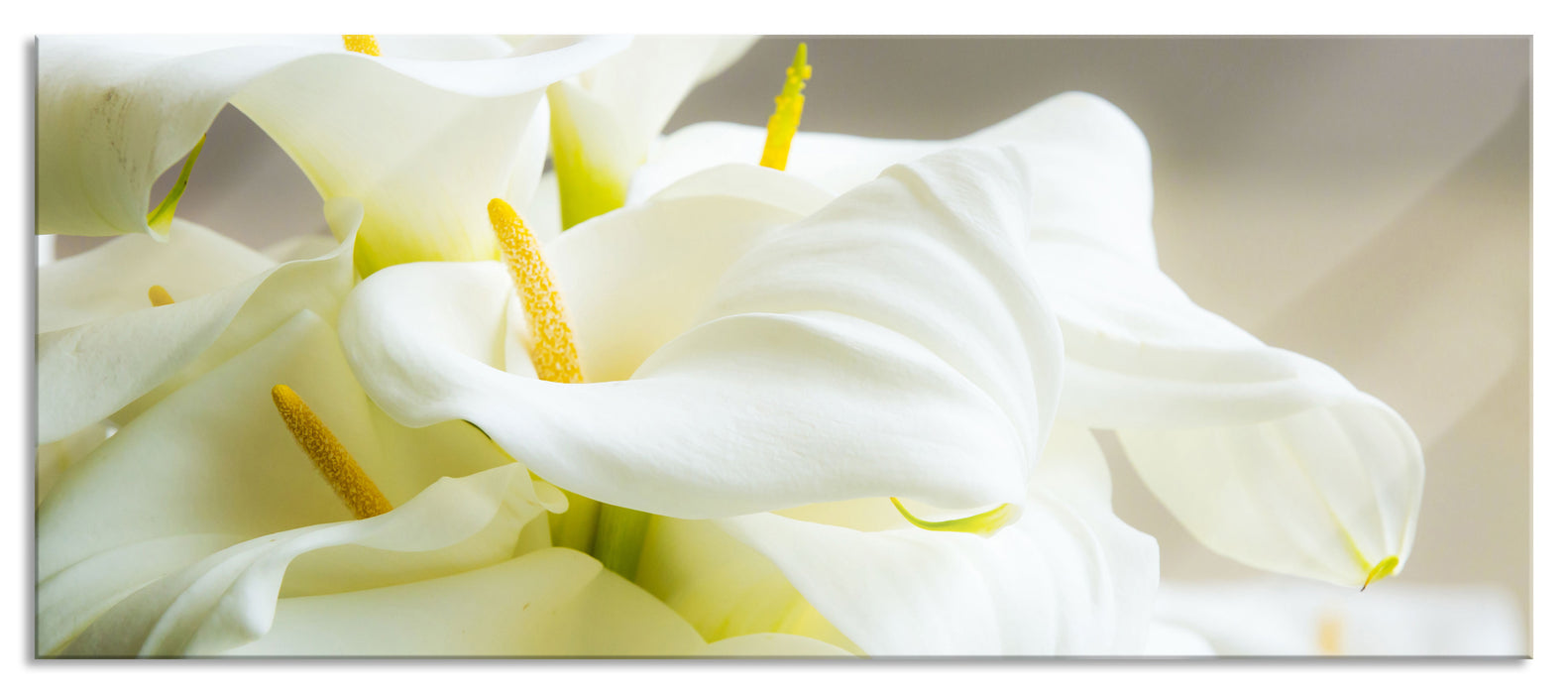 Pixxprint Wunderschöne weiße Calla Lilien, Glasbild Panorama