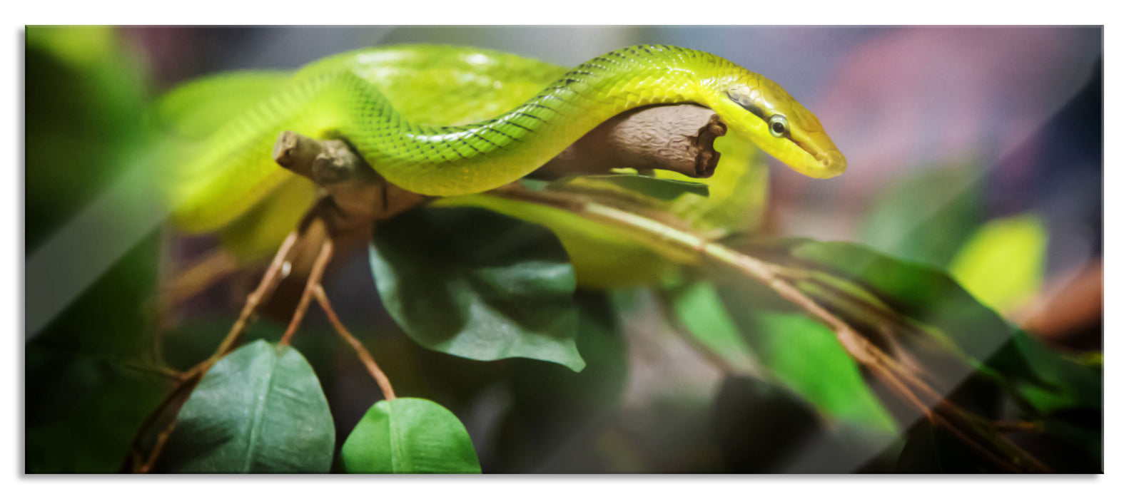 Pixxprint Raue grüne Schlange, Glasbild Panorama